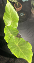 Alocasia Portora, Elephant Ears, Live Tropical Plant