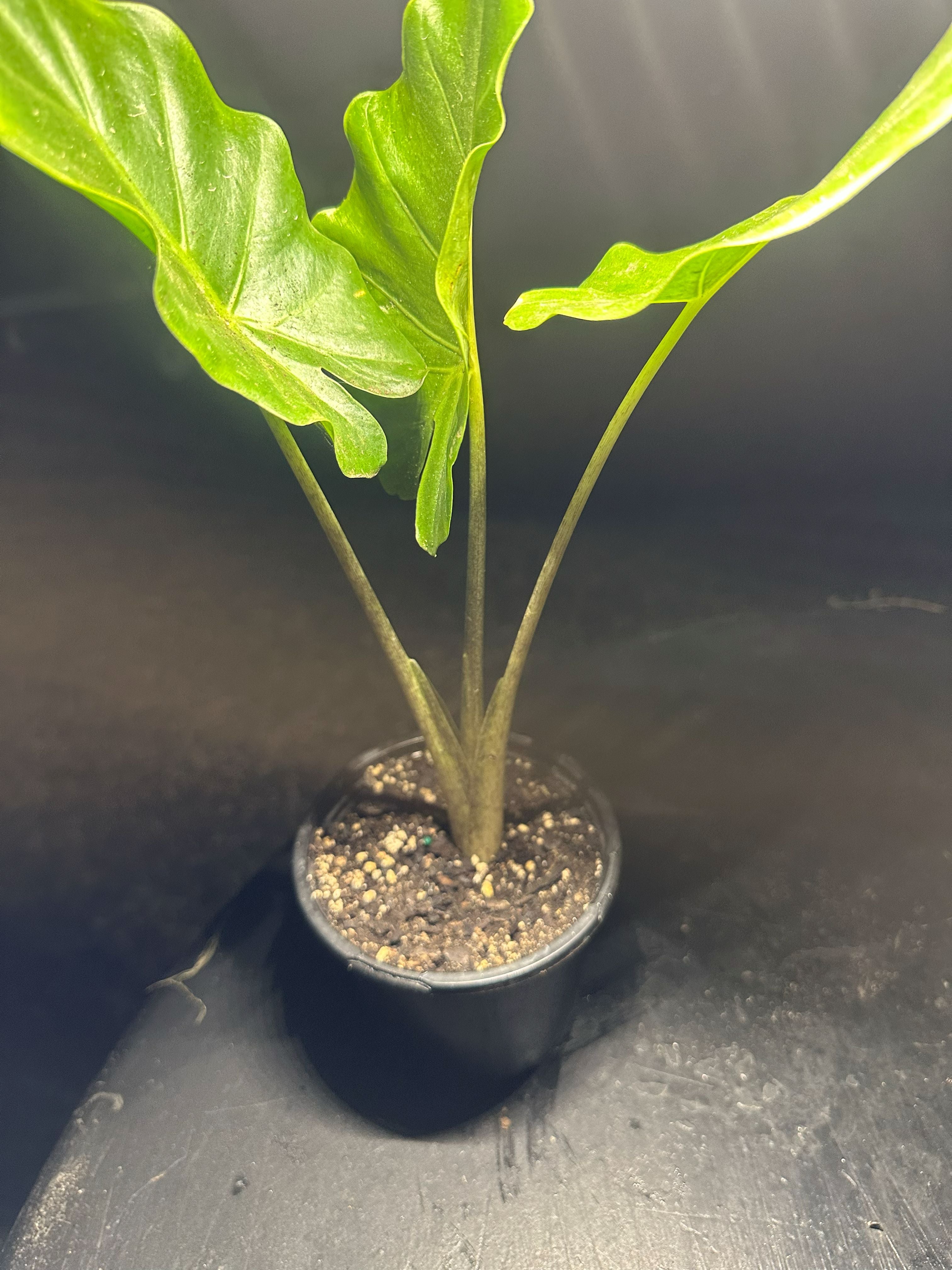 Alocasia Portora, Elephant Ears, Live Tropical Plant