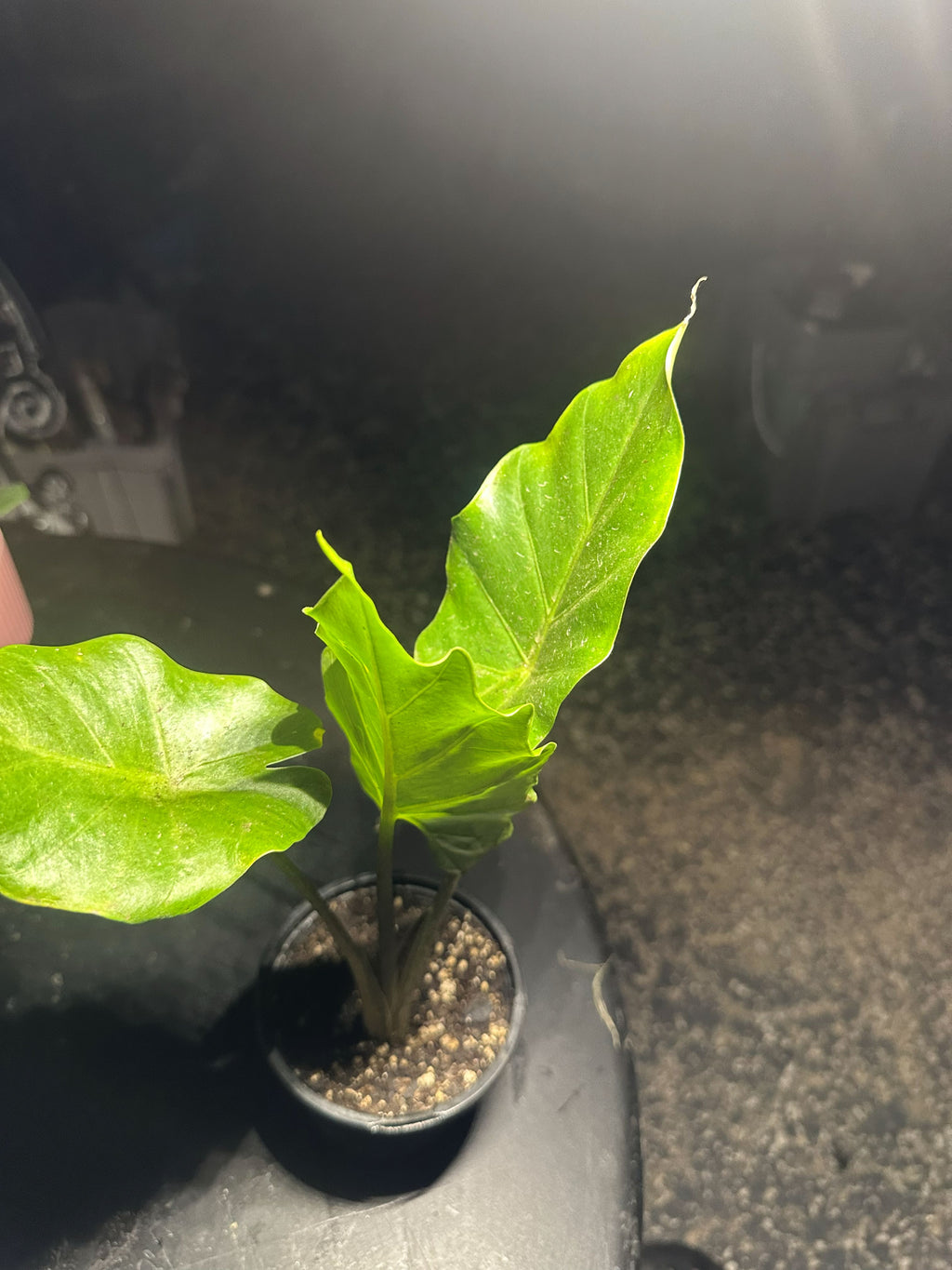 Alocasia Portora, Elephant Ears, Live Tropical Plant